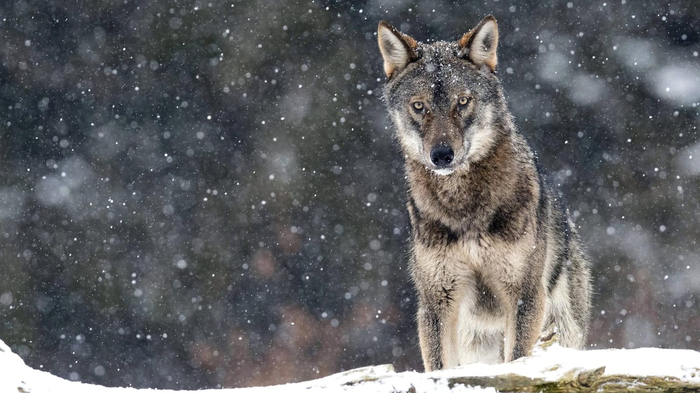 Europäischer Grauwolf im Winter: Ein Jäger hat in Brandeburg einen Wolf geschossen. (Symboldbild)