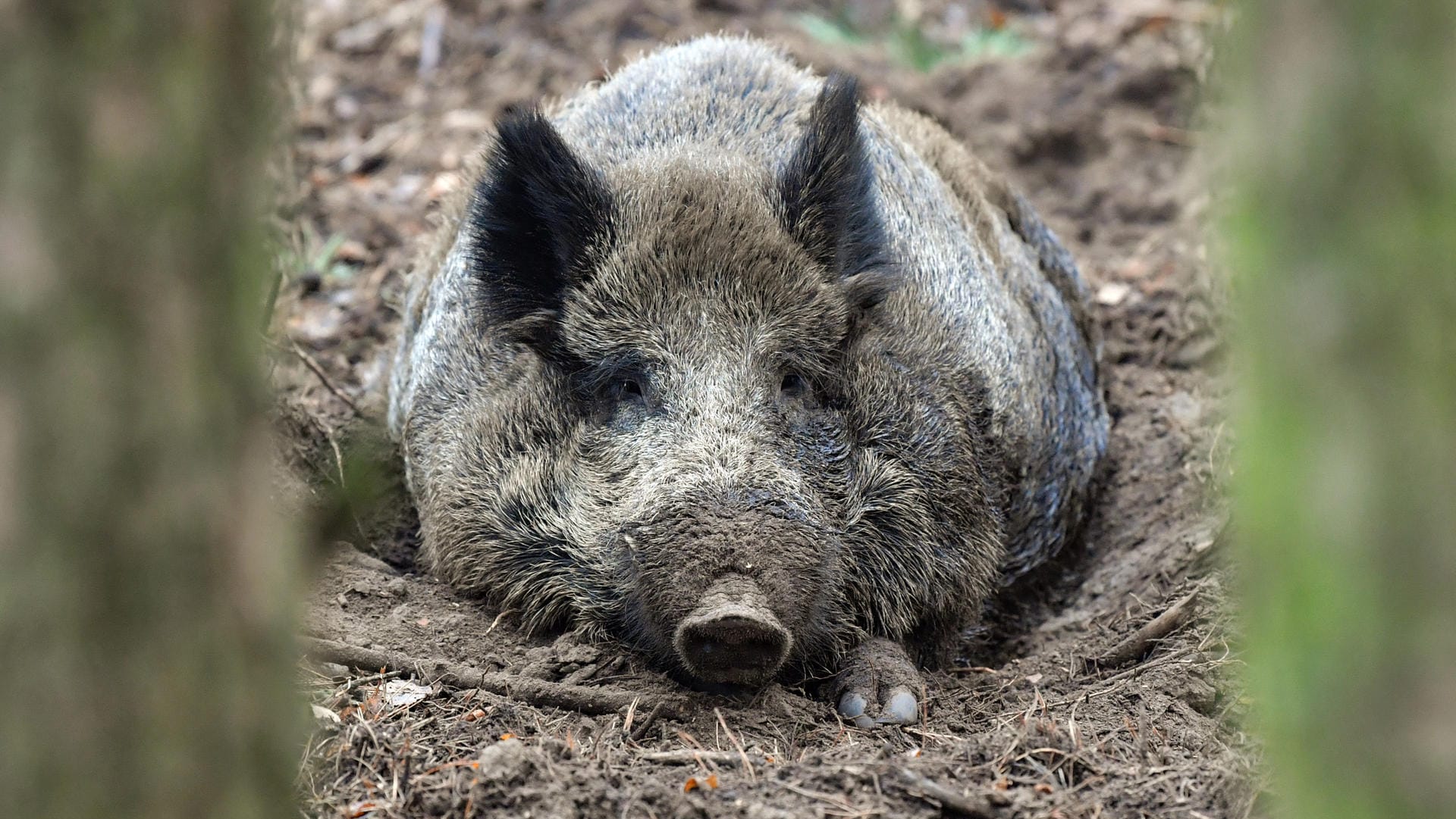 Ein Wildschwein: Bevor die Polizei in der Spielhalle eintraf, war das Tier bereits wieder verschwunden. (Symboldbild)