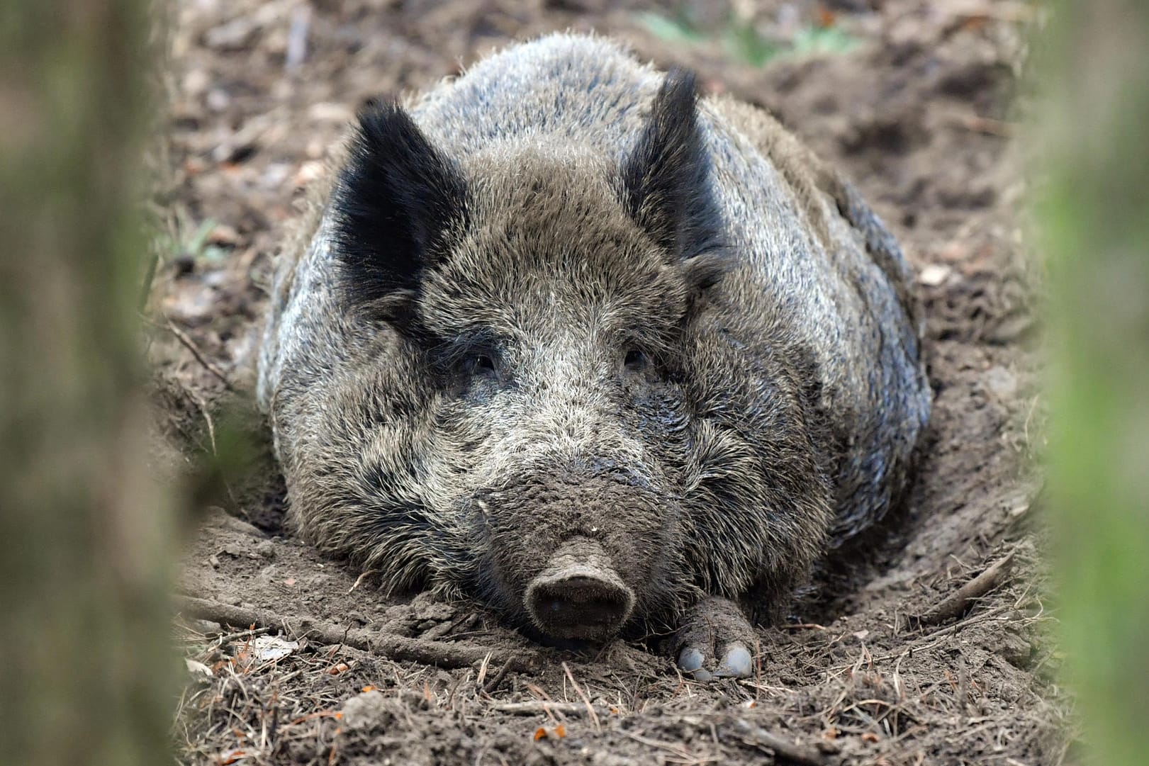 Ein Wildschwein: Bevor die Polizei in der Spielhalle eintraf, war das Tier bereits wieder verschwunden. (Symboldbild)