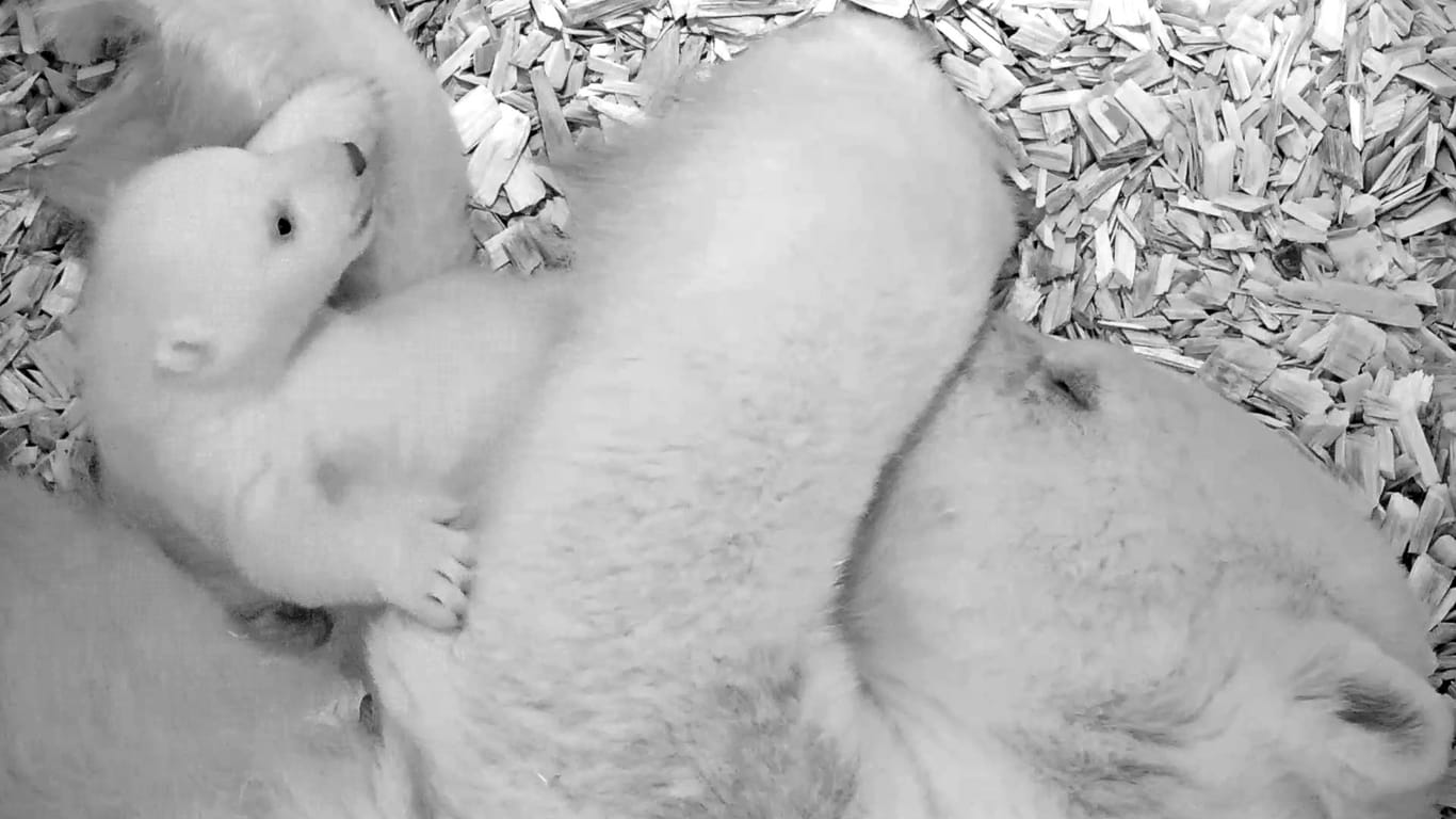 Eisbärin Tonja mit ihrem Jungtier: Gut acht Wochen nach der Geburt beginnt der kleine Eisbär zu krabbeln.