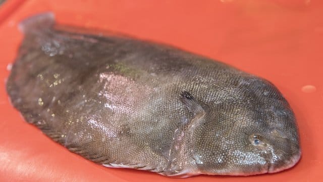 Eine Seezunge zählt mit ihrem zarten Fleisch zu den delikaten Schätzen der Nordsee.