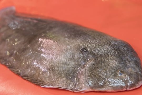 Eine Seezunge zählt mit ihrem zarten Fleisch zu den delikaten Schätzen der Nordsee.