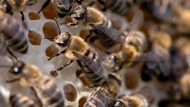 Bienen Bienen