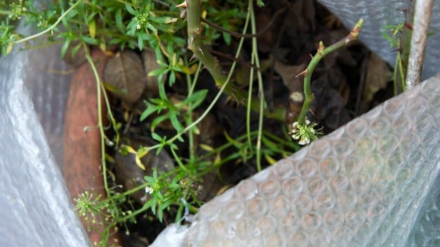 Kübelpflanzen brauchen bei tiefen Minusgraden einen Kälteschutz: Das Gefäß gut mit Luftpolsterfolie umwickeln - auf keinen Fall aber die Pflanze selbst.