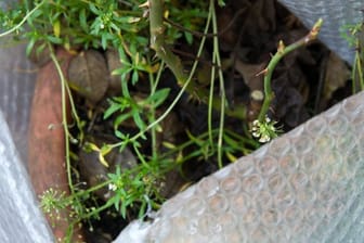 Kübelpflanzen brauchen bei tiefen Minusgraden einen Kälteschutz: Das Gefäß gut mit Luftpolsterfolie umwickeln - auf keinen Fall aber die Pflanze selbst.