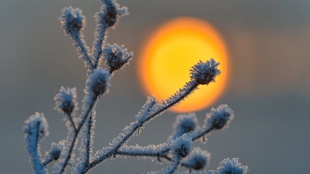 Eine mit Raureif bedeckte Pflanze: Ein Freund des Obdachlosen fand ihn in der Nähe der zentralen U-Bahnstation Kröpcke, die bei den kalten Temperaturen nachts offen bleibt. Eine mit Raureif bedeckte Pflanze: Ein Freund des Obdachlosen fand ihn in der Nähe der zentralen U-Bahnstation Kröpcke, die bei den kalten Temperaturen nachts offen bleibt.