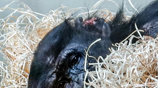 Verletzter Bonobo-Affe