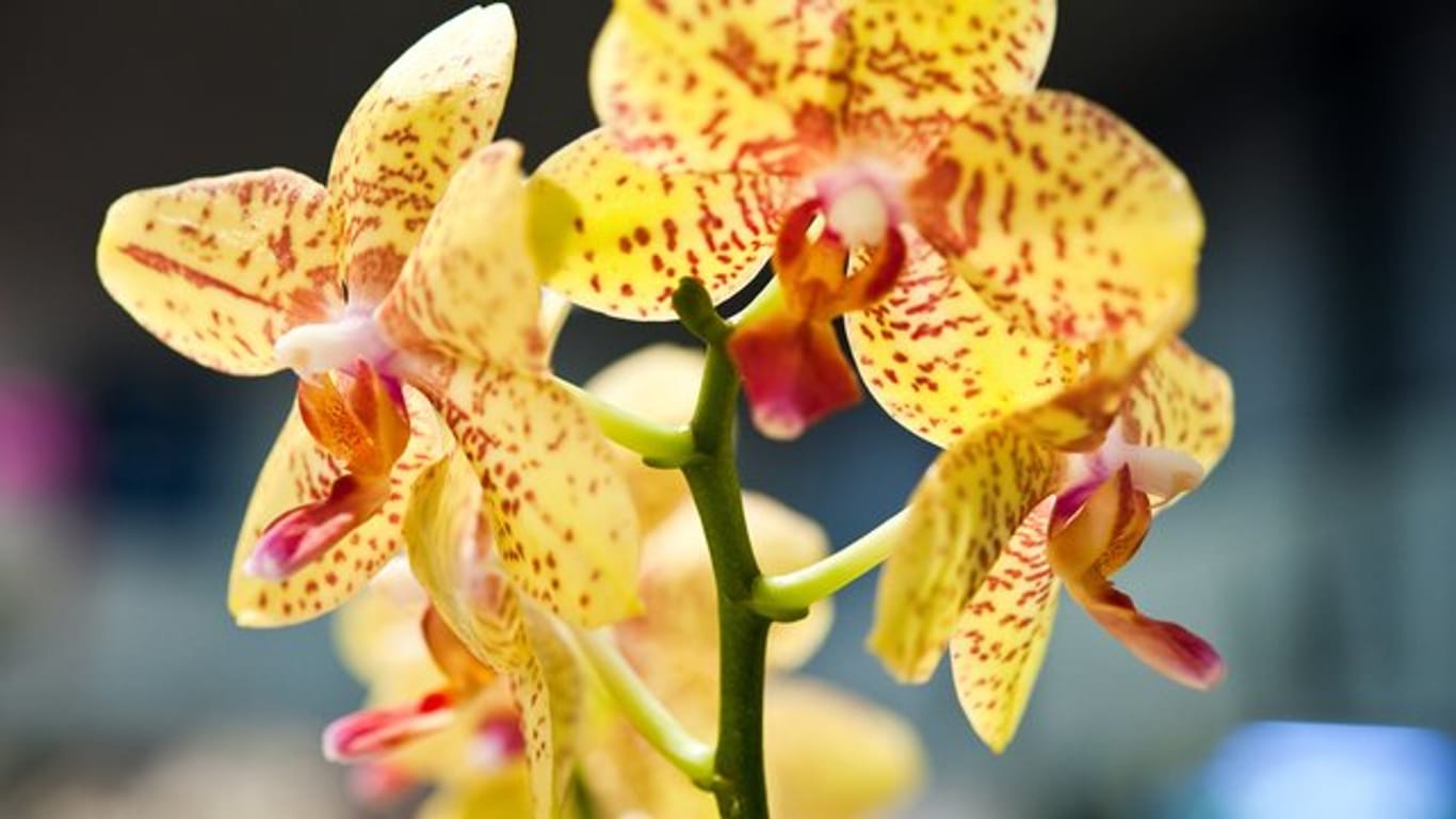 Wird eine Orchidee in der Nähe einer Obstschale platziert, altern ihre Blüten schneller.
