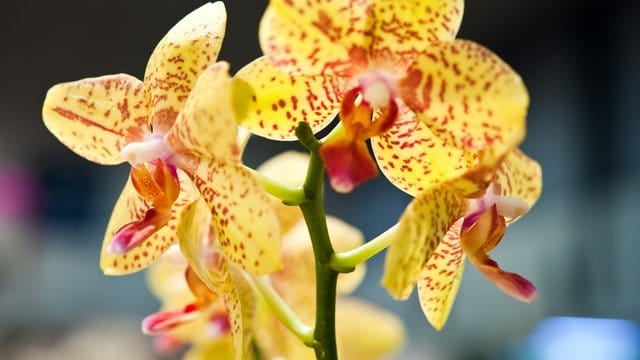Wird eine Orchidee in der Nähe einer Obstschale platziert, altern ihre Blüten schneller. Wird eine Orchidee in der Nähe einer Obstschale platziert, altern ihre Blüten schneller.