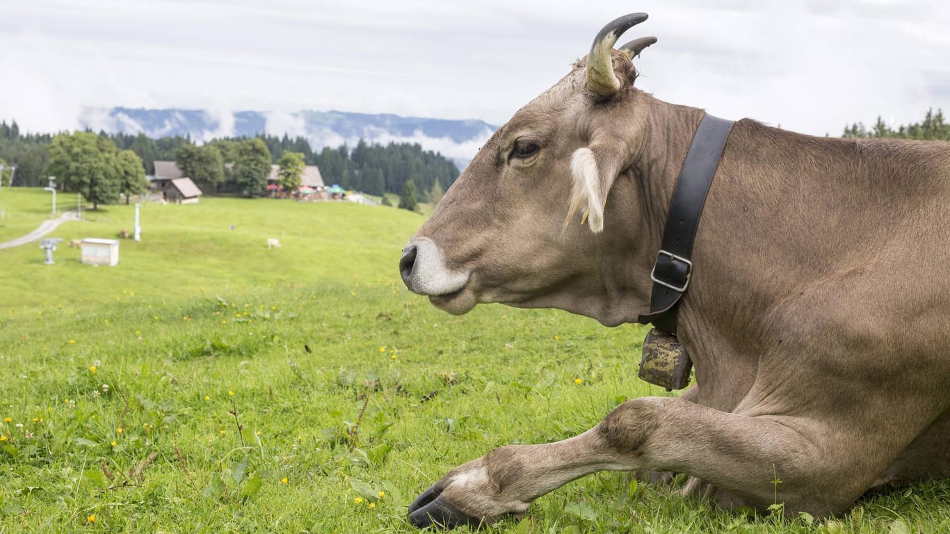 Kuh mit Glocke auf einer Alm: Eine Frau aus Oberbayern wollte das Geläut nicht mehr ertragen.