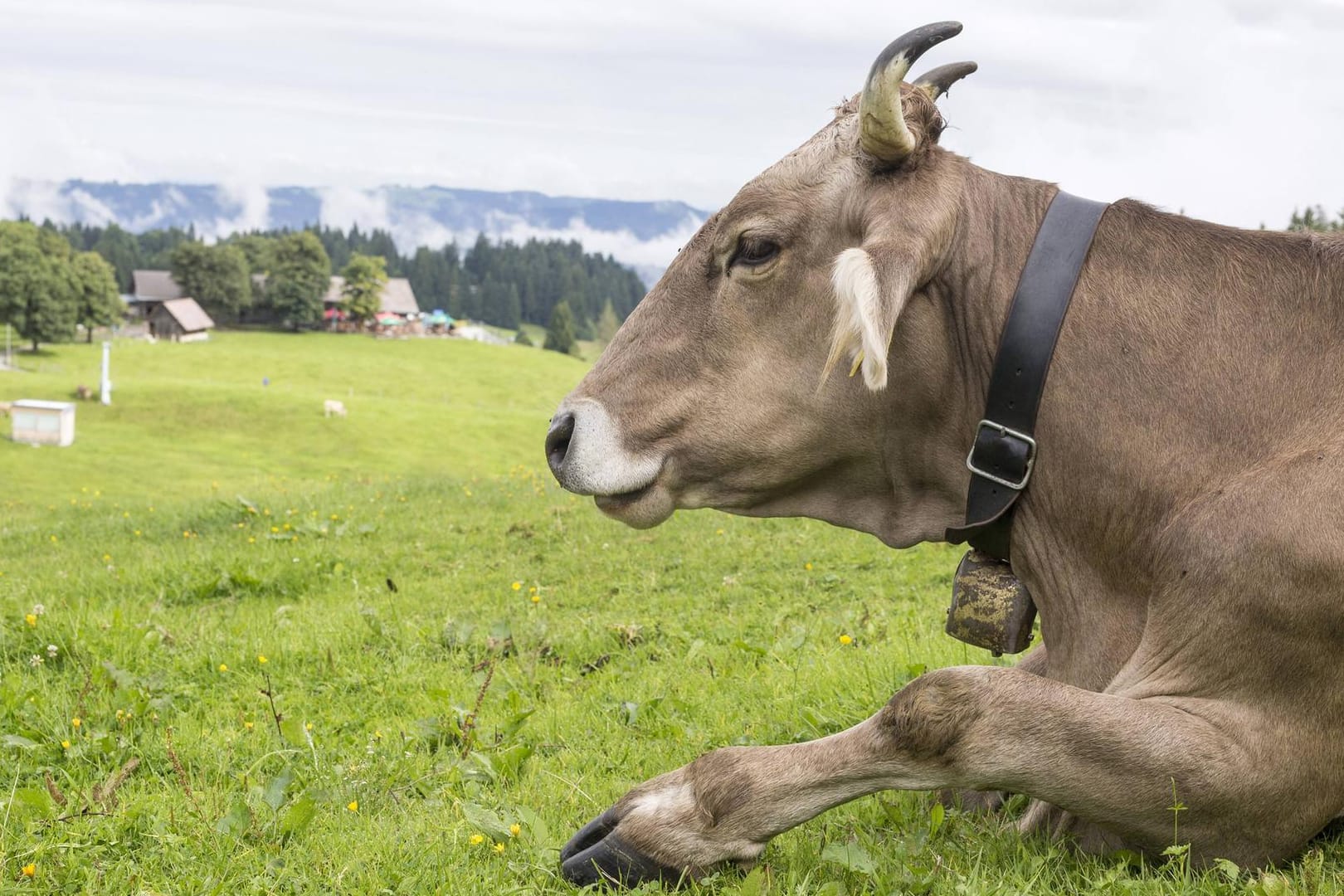 Kuh mit Glocke auf einer Alm: Eine Frau aus Oberbayern wollte das Geläut nicht mehr ertragen.