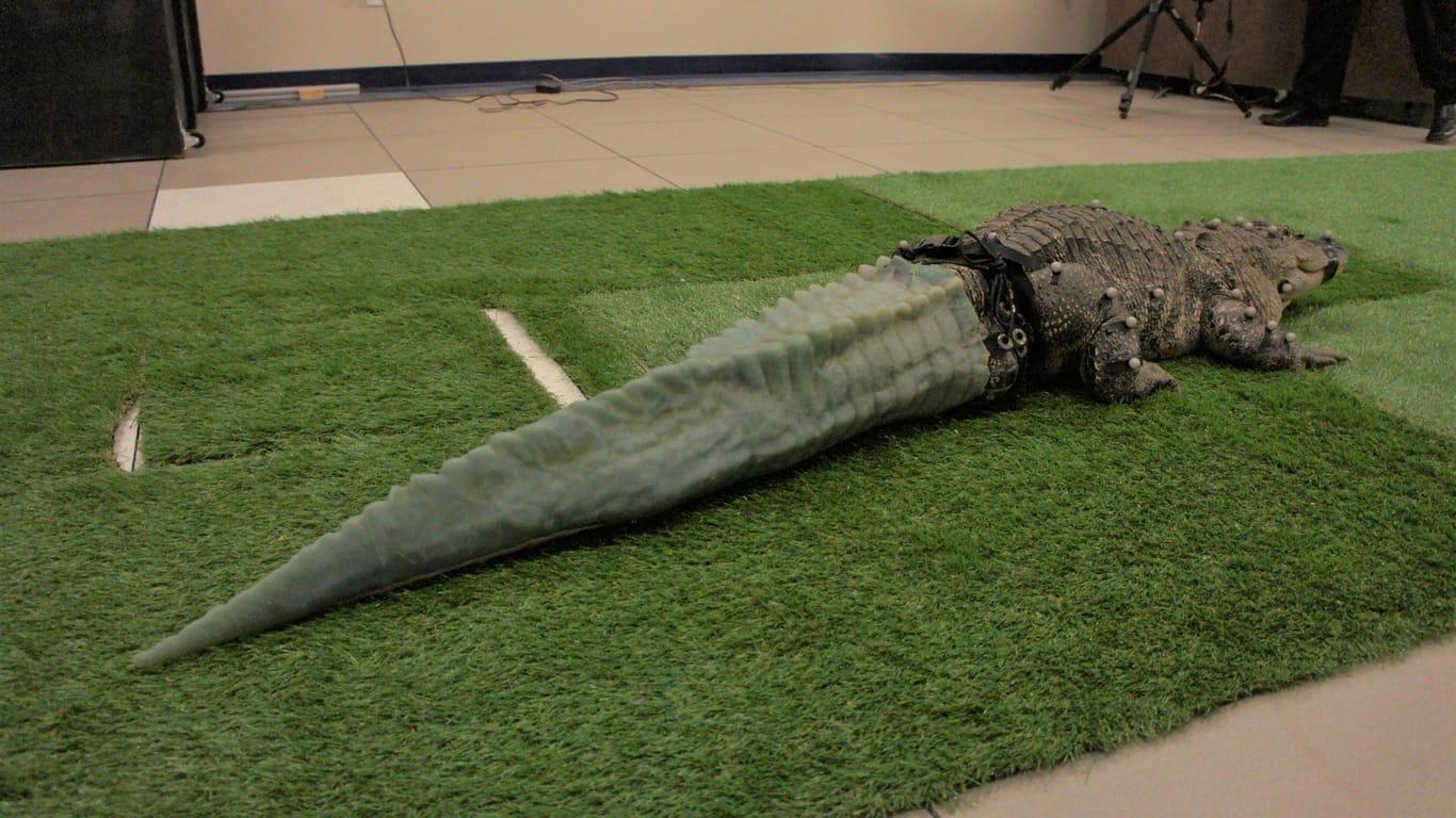Mit Stubbs und sein Schwanz: Endlich kann der Alligator sich artgerecht bewegen.