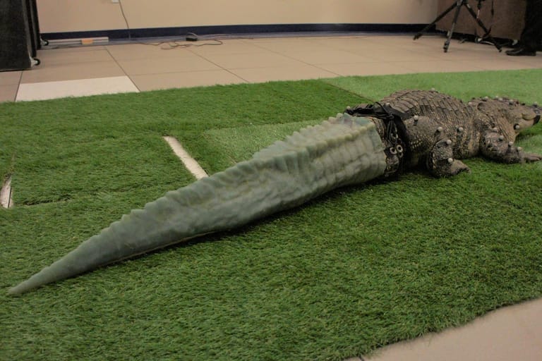 Mit Stubbs und sein Schwanz: Endlich kann der Alligator sich artgerecht bewegen.