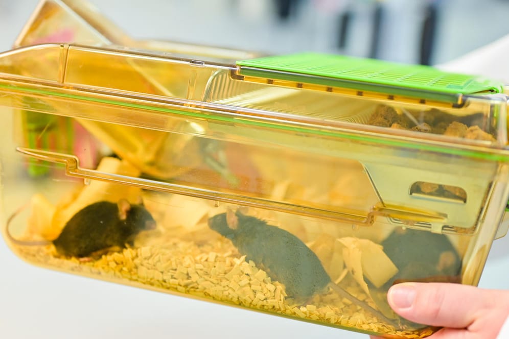 Behälter mit Mäusen: Das Experiment, bei dem Mäuse eingegangen seien, sei ohne Genehmigung durchgeführt worden.