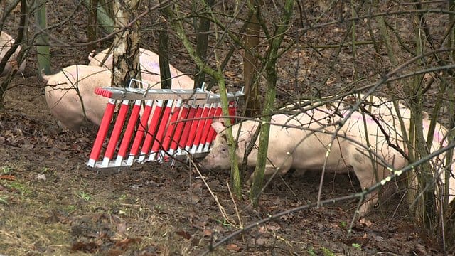 Einige der Schweine liefen nach dem Unfall am Rande der Bundesstraße entlang. Einige der Schweine liefen nach dem Unfall am Rande der Bundesstraße entlang.