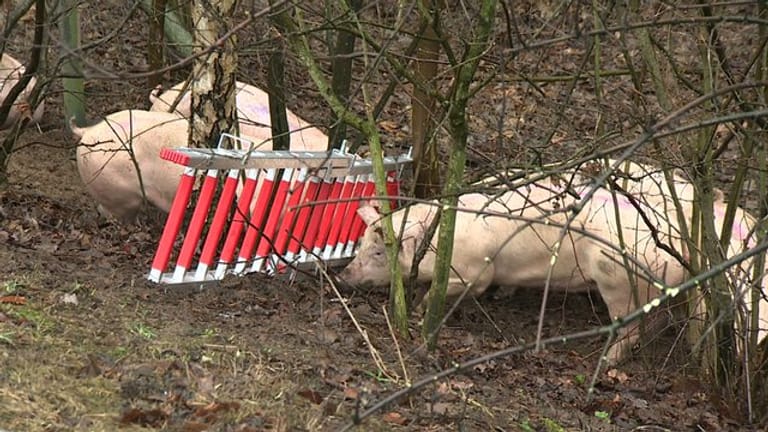 Einige der Schweine liefen nach dem Unfall am Rande der Bundesstraße entlang.