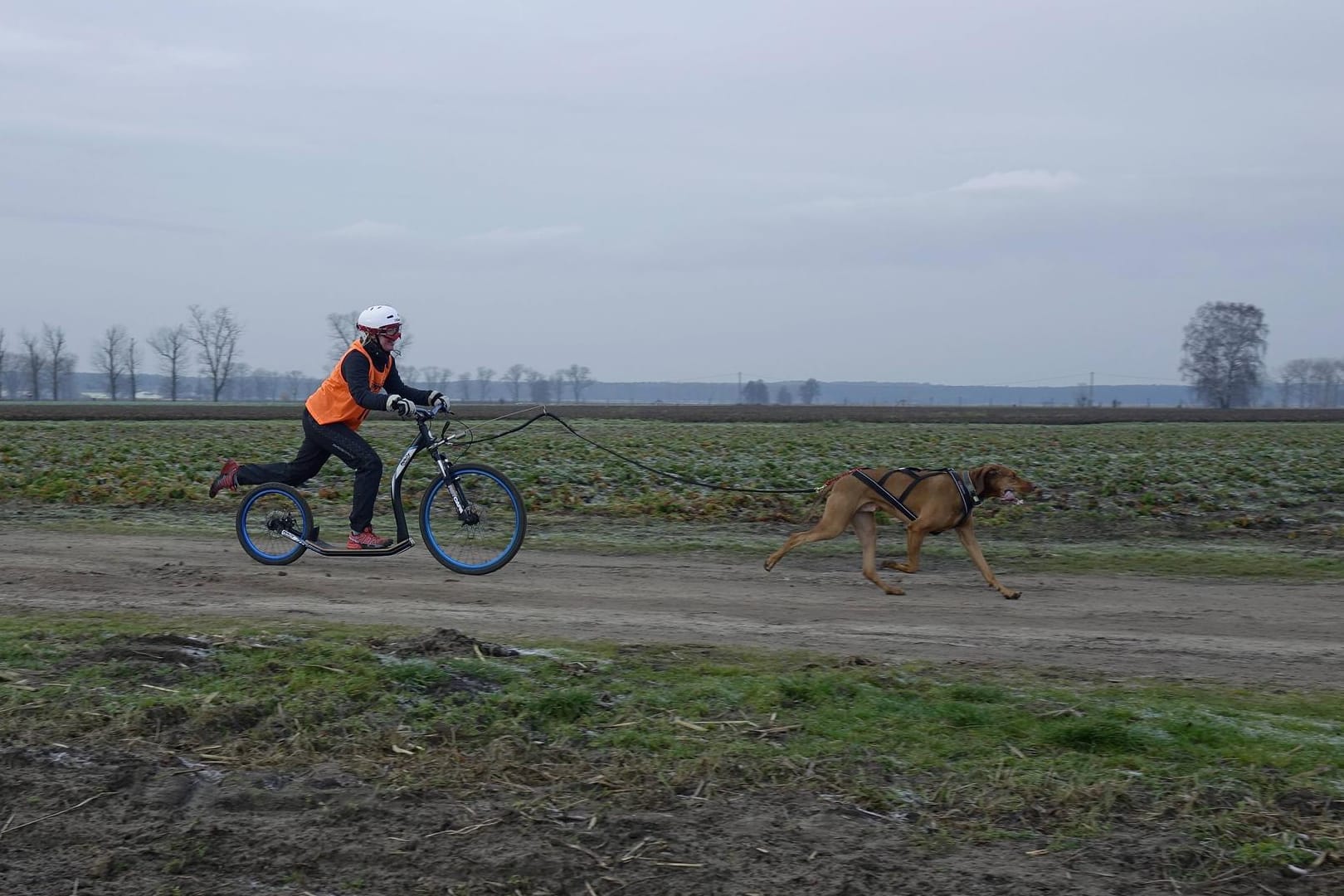 Dog-Scooter: Auf einem solchen Zuggefährt verfolgten Polizisten einen beleidigend gewordenen Jogger. (Symboldbild)