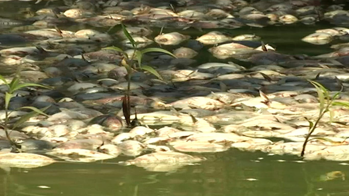 Tote Fische am Ufer des Darling River: In den letzten Wochen starben Millionen Fische im Murray-Darling-Gebiet. (Archivbild)