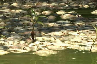 Tote Fische am Ufer des Darling River: In den letzten Wochen starben Millionen Fische im Murray-Darling-Gebiet. (Archivbild)