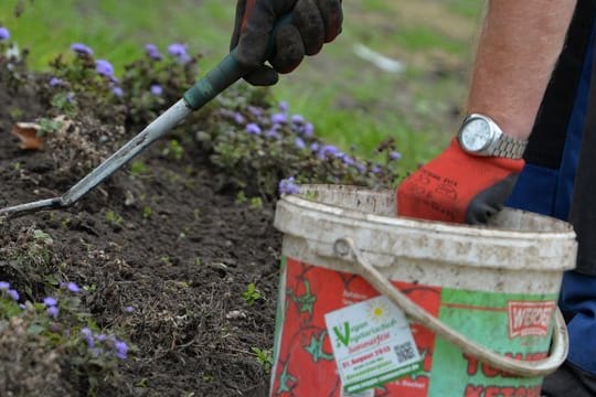 Gartenbeet: Der Boden braucht genügend Nährstoffe.