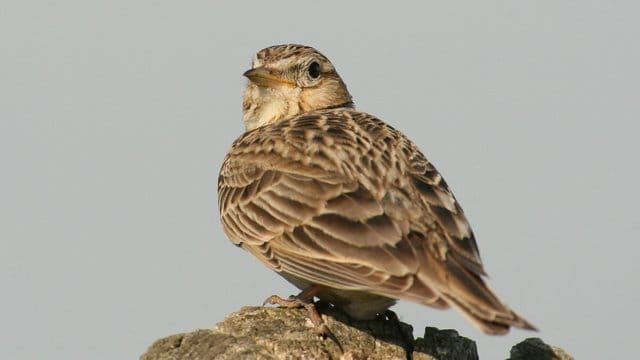 Eine Feldlerche (Alauda arvensis) aus der Familie der Lerchen.