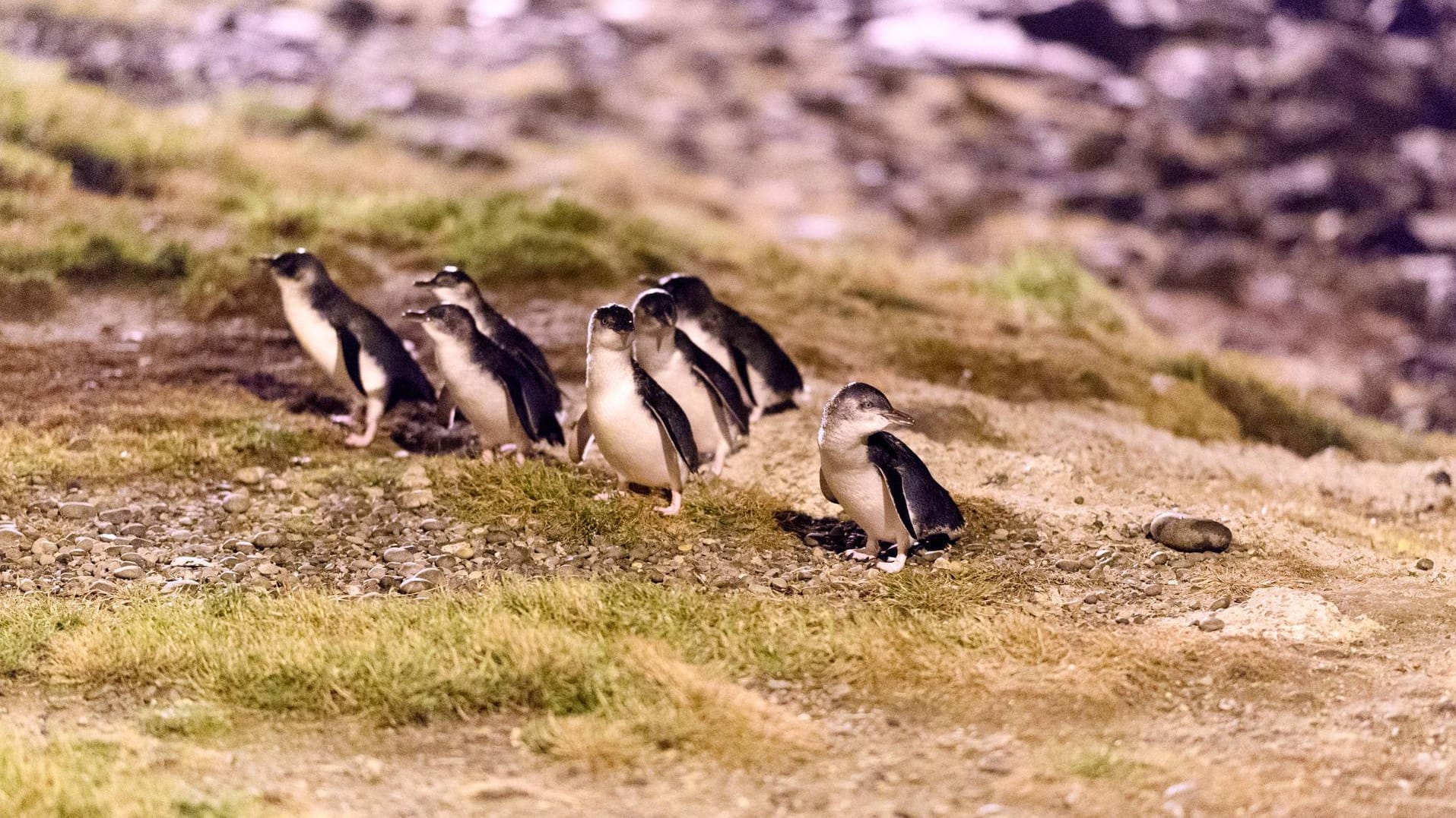 Zwergpinguine in Neuseeland: Die Diebe sollen eines der Tiere mit einer Eisenstange erschlagen haben.