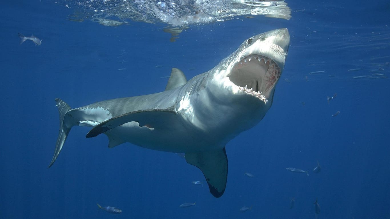 Ein Hai bei der Jagd: Vor der Insel La Réunion biss einer der Raubfische einem Fischer das Bein ab. Der Mann verblutete. (Symbolfoto)