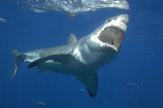 Ein Hai bei der Jagd: Vor der Insel La Réunion biss einer der Raubfische einem Fischer das Bein ab. Der Mann verblutete. (Symbolfoto)