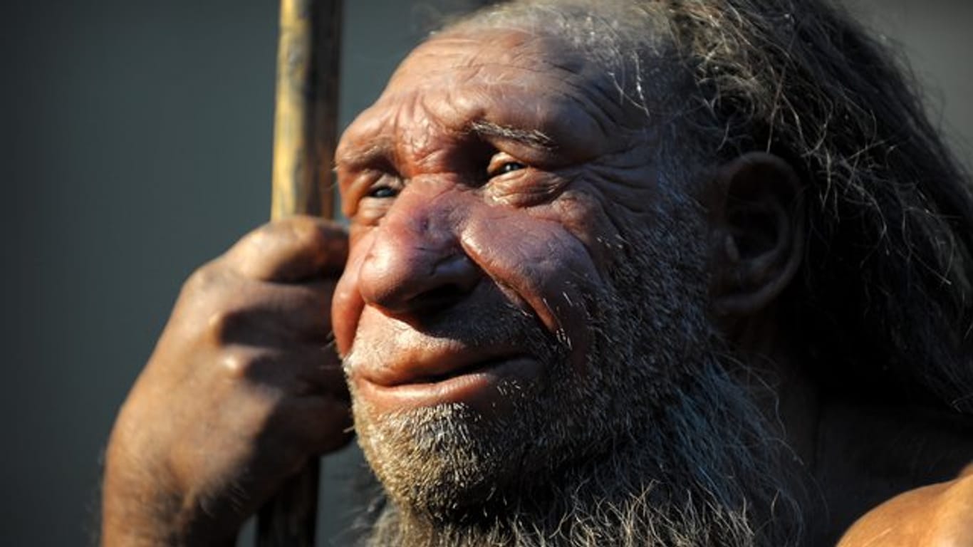 Die Nachbildung eines älteren Neandertalers steht in einem Museum