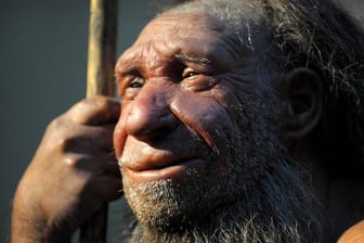 Die Nachbildung eines älteren Neandertalers steht in einem Museum