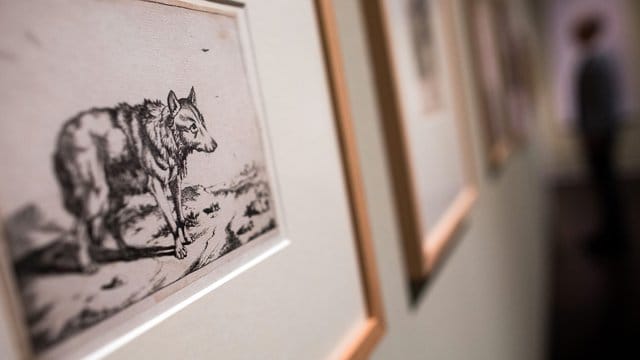 Eine Wolfsdarstellung von Marcus de Bye im Wallraf-Richartz-Museum.