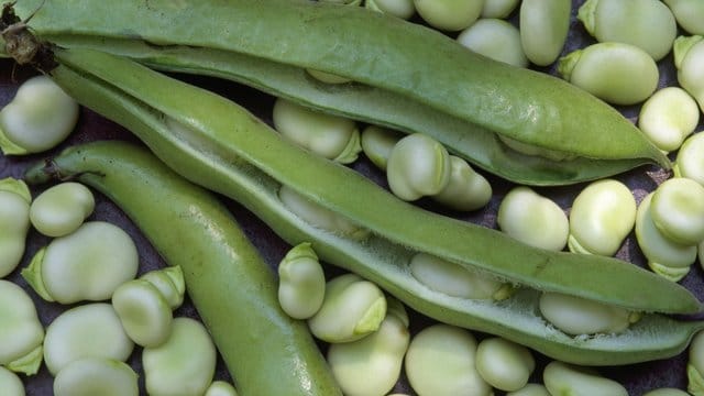 Die Schoten der Dicken Bohnen (Vicia faba) sind nicht essbar.