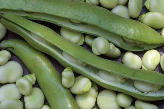 Die Schoten der Dicken Bohnen (Vicia faba) sind nicht essbar.