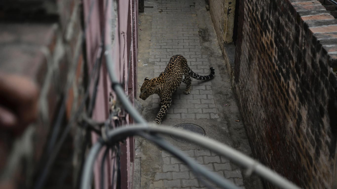 Leopard irrt in Wohngebiet umher