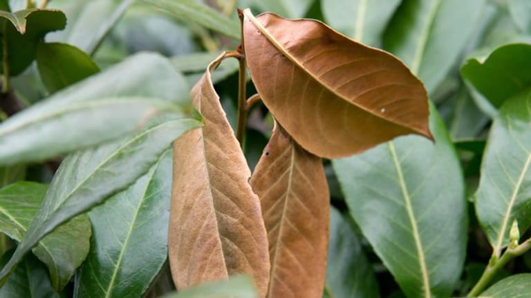 Braune Blätter: Werden Lorbeerkirschen im Winter braun, ist kein Schädling oder Pilz daran schuld.