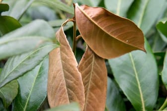 Braune Blätter: Werden Lorbeerkirschen im Winter braun, ist kein Schädling oder Pilz daran schuld.