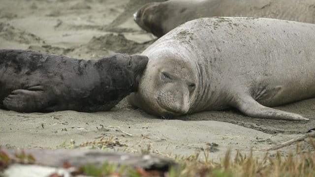See-Elefanten und ihre Jungtiere liegen am Strand "Drakes Beach". See-Elefanten und ihre Jungtiere liegen am Strand "Drakes Beach".