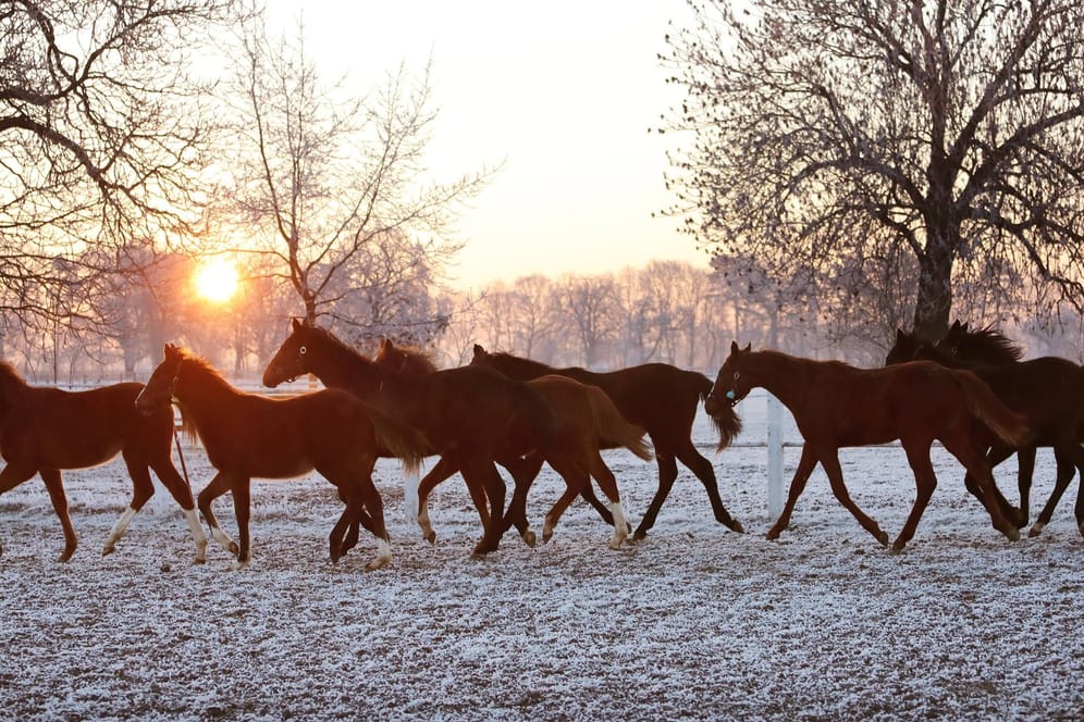 Pferde auf einer verschneiten Koppel im sächsischen Graditz: In den Alpen und im Erzgebirge sind bis zu 35 Zentimeter Neuschnee möglich.