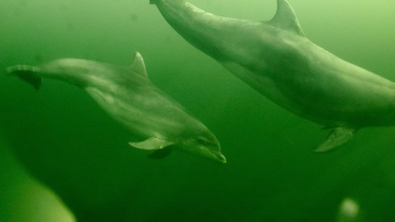 Forscher fanden Mikroplastik im Verdauungssystem von Delfinen, Robben und Walen.