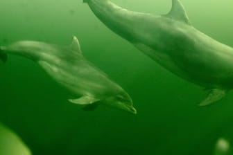 Forscher fanden Mikroplastik im Verdauungssystem von Delfinen, Robben und Walen.