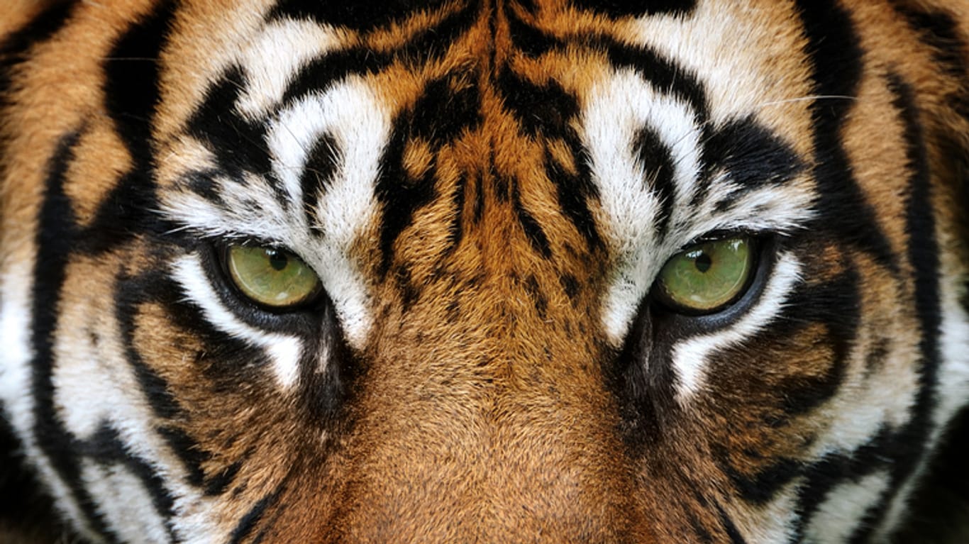 Blick eines Tigers