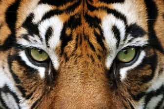 Blick eines Tigers