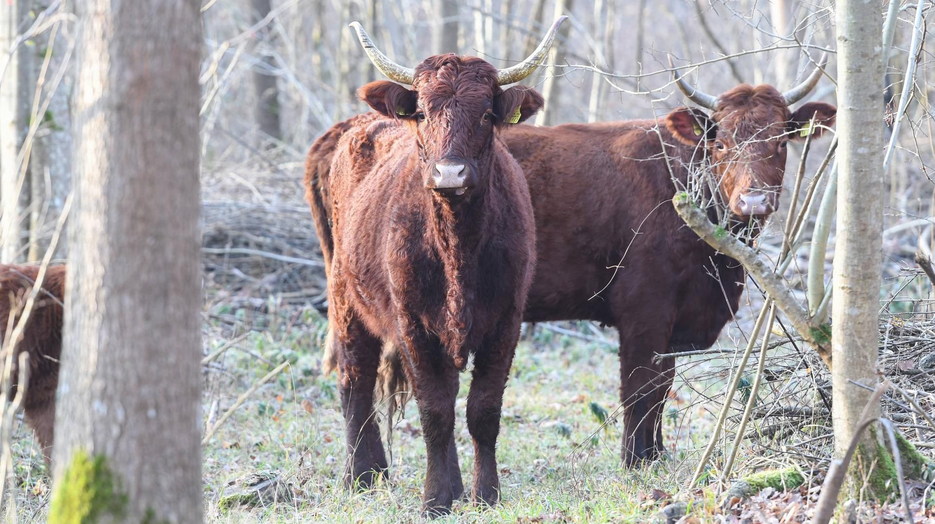 Zwei Rinder im Wald: Neunzig Minuten brauchten Polizisten und Helfer, um die Tiere wieder einzufangen. (Symbolbild)