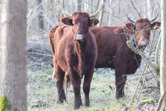 Zwei Rinder im Wald: Neunzig Minuten brauchten Polizisten und Helfer, um die Tiere wieder einzufangen. (Symbolbild)