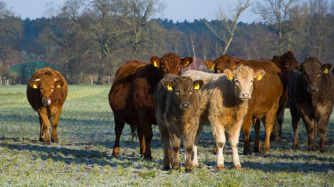 Eine Rinderherde auf der Weide: Der Viehhalter konnte die Tiere zusammentreiben und auf die Weide zurückbringen. (Symbolbild)