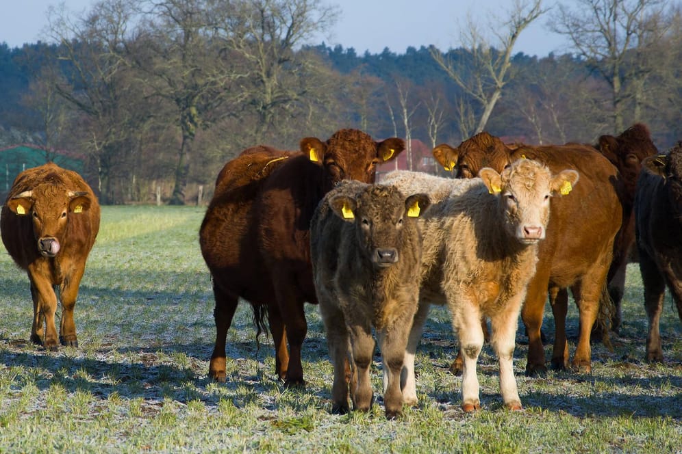 Eine Rinderherde auf der Weide: Der Viehhalter konnte die Tiere zusammentreiben und auf die Weide zurückbringen. (Symbolbild)