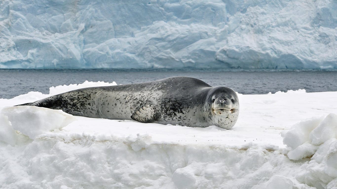 Kurioser Fund: Neuseeländische Forscher haben in den Ausscheidungen eines Seeleoparden einen funktionierenden USB-Stick entdeckt. (Symbolbild)