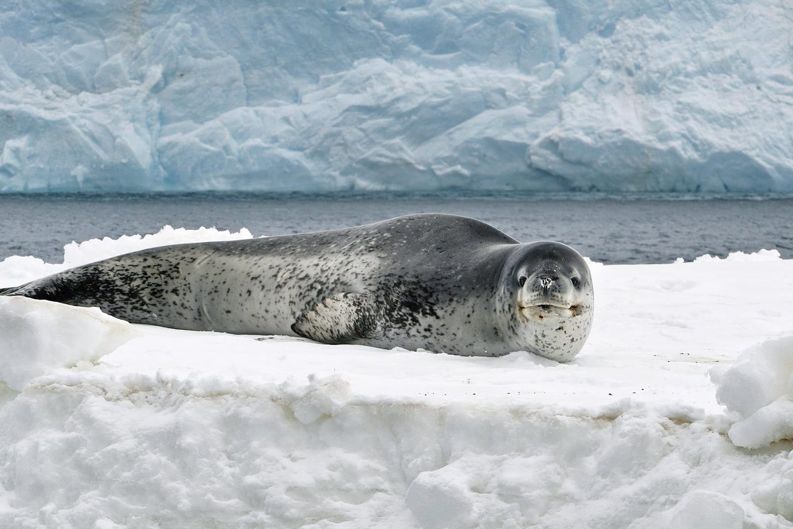 Kurioser Fund: Neuseeländische Forscher haben in den Ausscheidungen eines Seeleoparden einen funktionierenden USB-Stick entdeckt. (Symbolbild)