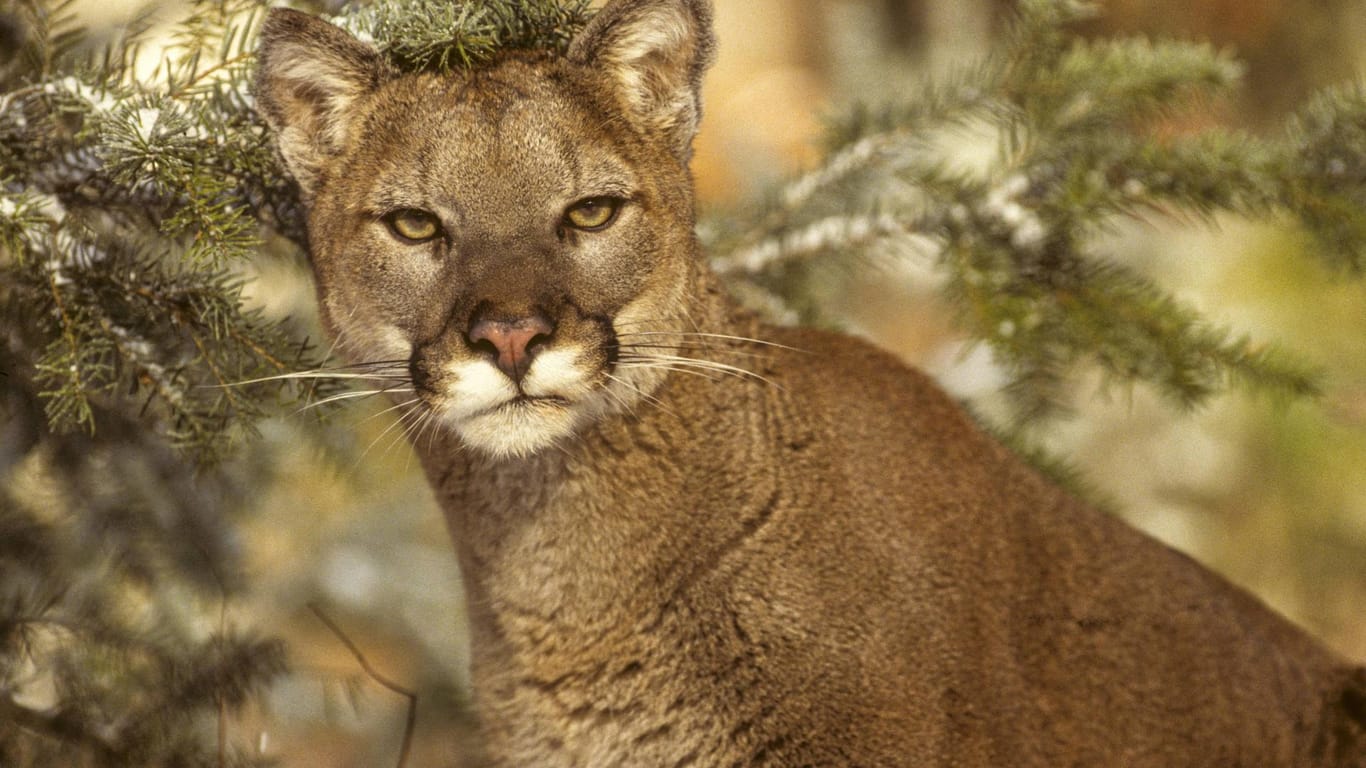 Ein Berglöwe: In Colorado ist ein Jogger von einem Puma angegriffen worden.