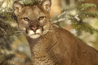 Ein Berglöwe: In Colorado ist ein Jogger von einem Puma angegriffen worden.